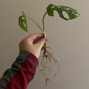 LAST cutting of monstera adansonii